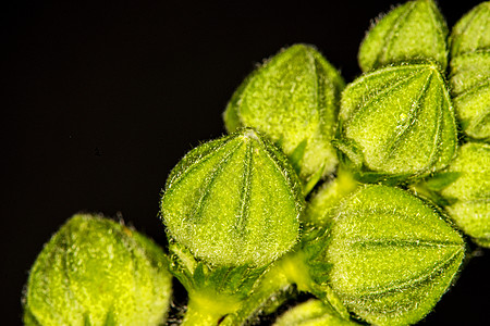 野草 有雨滴的药用植物曲线生长栽培特写药物黑色植物群乔木医疗绿色图片