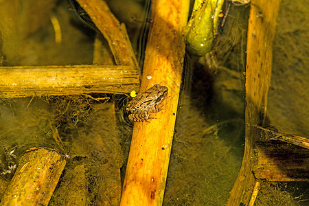 池塘中的年轻普通水青蛙动物动物群青蛙环境荒野季节性后代棕色两栖野生动物图片