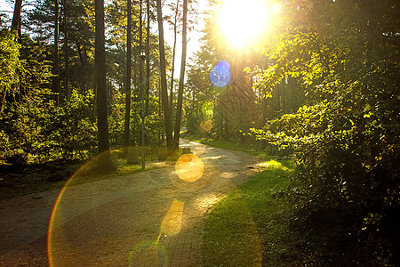 在波兰波罗的海沿岸的森林背光线下环境平移公园荒野叶子反省风景木头全景绿色图片