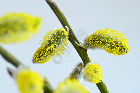 德国春天的柳花开花使者宏观枝条衬套蓝色信使植物植物群白色季节性图片