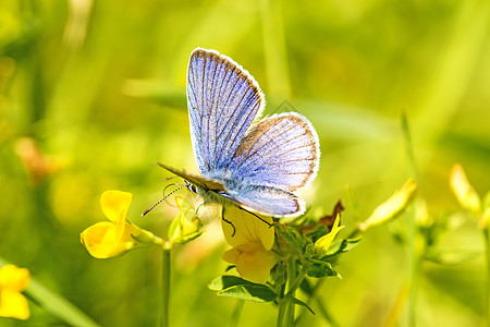 花朵上的普通蓝色野生动物活力动物群绿色阳光蝴蝶花蜜叶子翅膀宏观图片