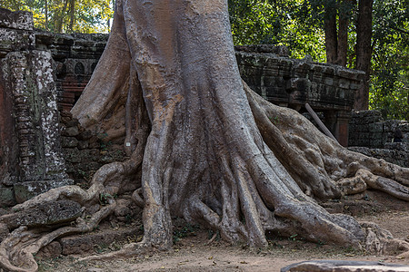 Ta Prohm 吴哥窟 柬埔寨 树根吞没了寺庙结构佛教徒树木建筑学宗教考古学和尚丛林文化遗产石头图片