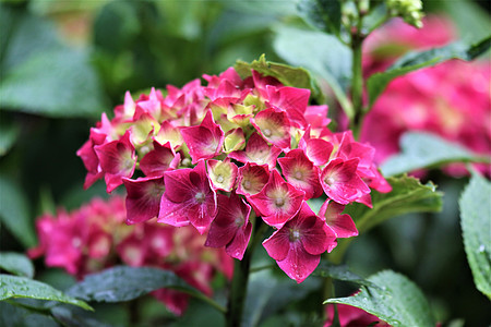 乌雨中湿润的鲜花花园树叶季节绿色深色粉色植物群黄色公园植物图片