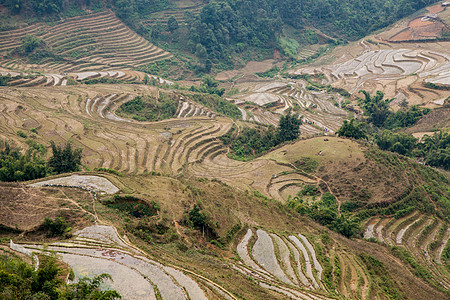冬季越南北部萨帕(Sapa)种植稻米的田地图片