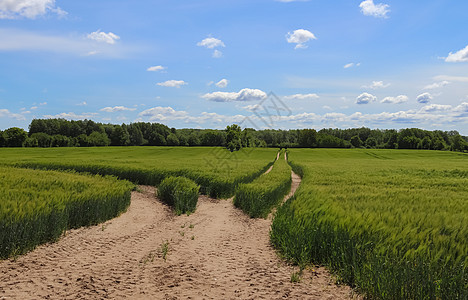 农业作物和小麦田的夏季观景 准备供人耕种稻草植物环境农村生长食物土地谷物玉米粮食图片