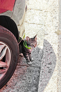 有绿领的猫 躲在车胎后面动物哺乳动物猫科宠物眼睛猫咪毛皮小猫虎斑老虎图片
