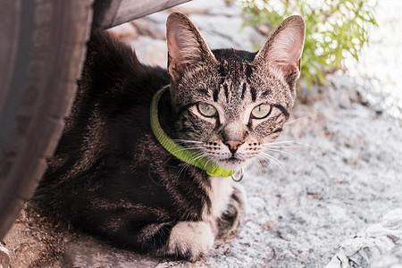 有绿领的猫 躲在车胎后面眼睛毛皮小猫哺乳动物猫科衣领老虎宠物虎斑动物图片