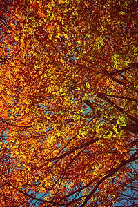 秋树树叶太阳环境叶子橙子树木季节阳光晴天木头图片