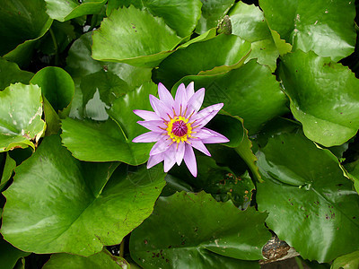 莲花花植物群植物叶子异国紫色荷花百合情调花瓣冥想图片