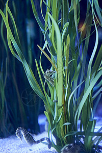 海马在海底植物上骑着海马图片