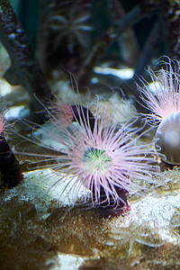 各种彩色明亮的阳门荒野蓝色海上生活情调异国水族馆水域海洋生物动物宏观图片