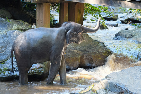 大象喜欢在小瀑布上洗澡家庭灰尘游泳丛林动物群哺乳动物荒野池塘环境危险图片