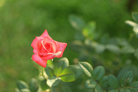 红玫瑰盛开 充满绿色风景植物花瓣叶子花束植物群玫瑰树叶花园礼物植物学图片