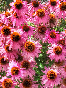 锥花 伊契纳塞亚药品紫色园艺粉色植物叶子草本植物荒野花园自然图片