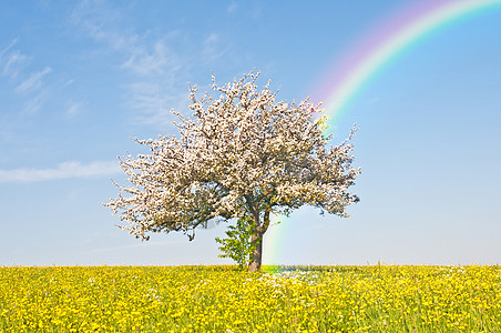 有彩虹的苹果树花图片