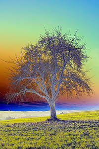 旧梨树植物学蓝色花园黄色天空植物季节绿色彩虹插图图片