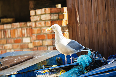 废物容器上的海鸥图片