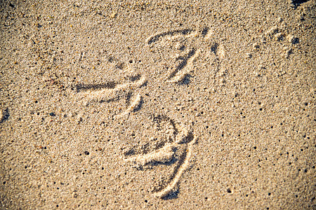 沙土中的铁轨曲目野生动物棕色海鸥动物小路海滩背景图片