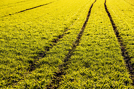 沙尔瓦西草活力绿色环境生物植物资源农业生产技术加热图片