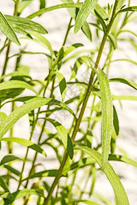 塔拉戈树叶烹饪龙蒿麦汁香味美食植物香料食物草本植物图片