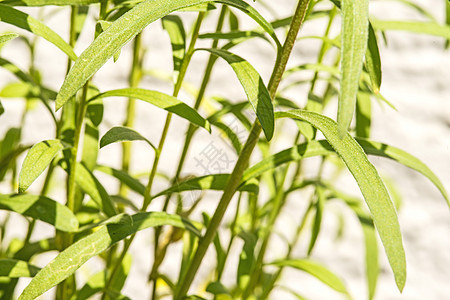 塔拉戈树叶药品香料植物麦汁草本植物叶子香味龙蒿食物图片