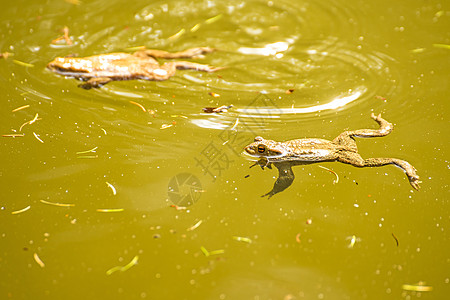 在池塘中的青蛙林蛙蟾蜍季节性野生动物动物群两栖棕色动物荒野环境图片