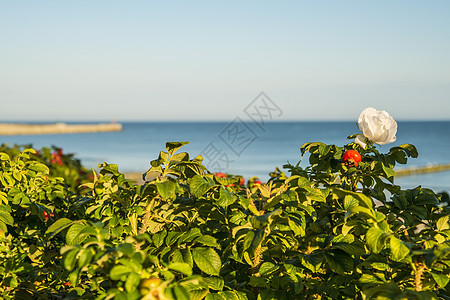波罗的海的玫瑰花朵海洋蓝色白色海滩玫瑰沙滩图片