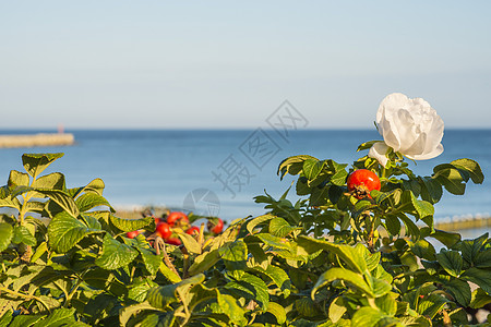 波罗的海的玫瑰花朵蓝色海洋白色沙滩海滩玫瑰图片