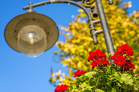 配红花的街灯天空红色风格花朵装饰城市灯笼蓝色活力季节性图片
