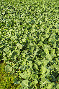 油 绿肥绿色农业栽培水果耕地场地萝卜油状植物图片