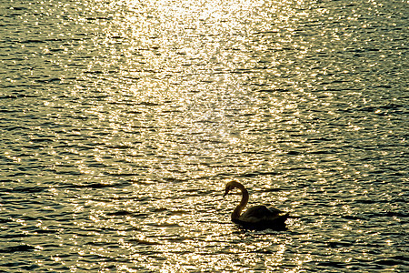 日出时在波罗的海游泳的天鹅动物波浪海洋太阳野生动物海岸光束图片