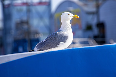 蓝色拖网船上的海鸥号动物群动物野生动物灰色港口边框白色渔船图片