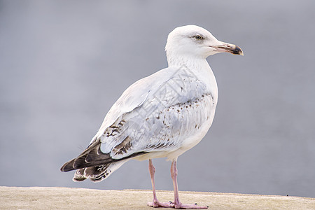 拉鲁斯福克斯L 年轻的鸟蓝色孩子们白色灰色海鸥地面动物港口动物群野生动物图片