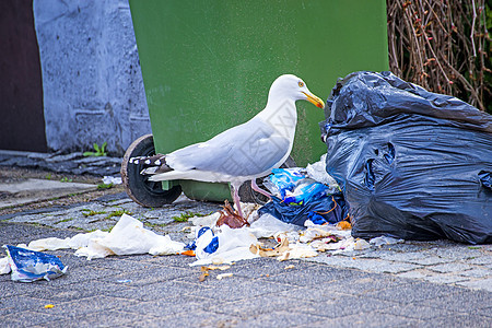 寻找废物的海鸥银色动物城市饲料动物群食物垃圾地面散步野生动物背景图片
