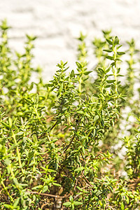 百孔香料植物治愈绿色荒野草本植物医疗厨房药品草本图片