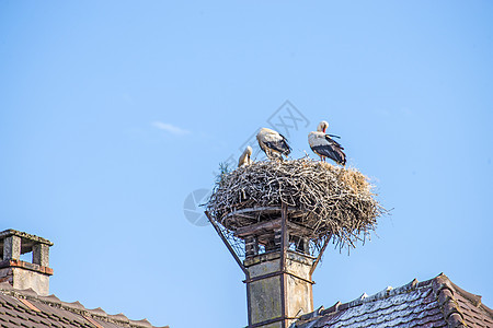 筑巢中的动物城市候鸟房子保护动物群移民后代生殖图片