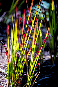 Imperata 圆锥体 粗草晴天中医血草植物红色背光药品图片