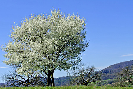 梨树的花朵叶子天空植物学花瓣生长花园季节阳光枝条植物图片