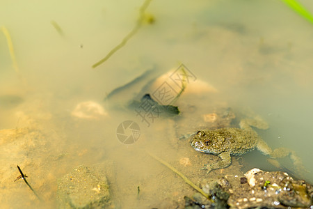 青蛤同宏观青蛙野生动物甘蔗动物蟾蜍棕色眼睛森林动物群图片