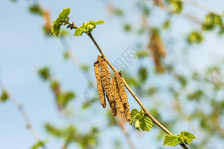 叶子青嫩的黑桃花枝条刷子花园天空坚果植物群宏观植物农村国家图片