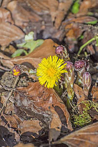 Coughwort 药用植物制药自然黄色麦汁疗法软药康复植物群医疗图片