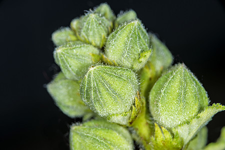 麦芽药用植物 花花蕾生长软药医疗紫丁香草本植物药草天空宏观黑色药物图片