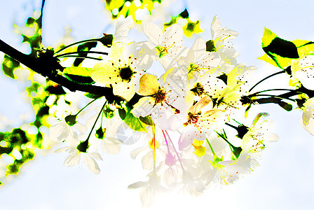 樱花花白色花朵植物群绿色蓝色季节植物图片