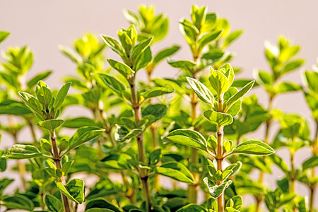 晨日中马亚姆绿色草本康复树叶香蒜自然植物烹饪草本植物甜绿图片