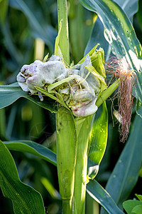 玉米 乌斯提拉哥黑麦疾病食物裸鱼虫瘿大蜀黍植物熟食图片