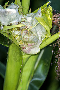 玉米 乌斯提拉哥黑麦裸鱼大蜀黍虫瘿食物植物疾病熟食图片