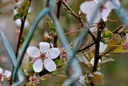 春天的黑角花朵树篱水果植物黑色团体白色荆棘季节性食物栅栏图片