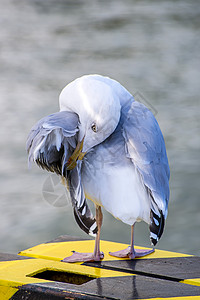 拉鲁斯阿赫纳塔乌斯庞托皮坦动物护柱蓝色野生动物黄色羽毛动物群海岸打扫港口图片