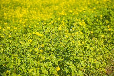 芥芥酱字段农业绿色风景香料牧歌黄色肥料国家背景图片