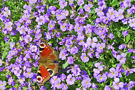 Aubrieta上的孔雀蝴蝶动物花蜜野生动物花园宏观饮料昆虫植物群背景图片